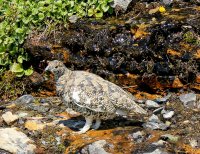 IMG_0007-2.jpg IMG_0007-2.jpg