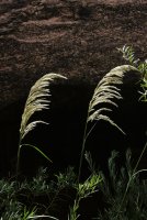 IMG_1125.jpg IMG_1125.jpg