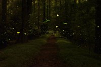 Greenbelt Park Fireflies.JPG