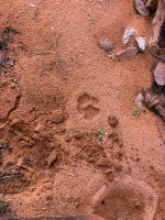 goldbutte- - 118.jpg goldbutte- - 118.jpg