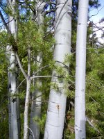 fullsizeoutput_e73.jpeg fullsizeoutput_e73.jpeg