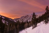 White Pine 1-20190120-nr-g.jpg