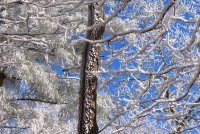 Trip 195 (245)-L.jpg