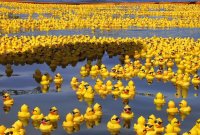 Rubber_Duck_Sea_by_whispering_hills_1000_673_84_c1.jpg