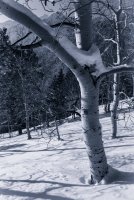 Snowshoeing With Ade0171-sm-bw.jpg