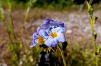 P1030584-2 (1280x841).jpg