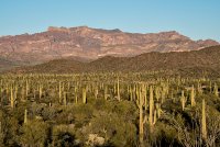 04 Organ Pipe Cactus National Monument.jpg