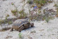 _73A1525.jpg _73A1525.jpg