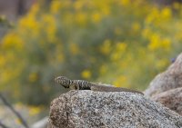 _73A2306.jpg _73A2306.jpg