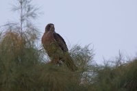 _73A1821.jpg _73A1821.jpg