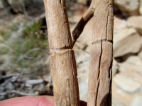 IMG_5938.JPG IMG_5938.JPG