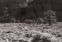Capitol Reef Spring 20190224-bw.jpg