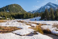 BCC Willows 4-20190103.jpg