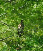 A851228B-AB13-40D4-A917-3609FEE2DD02.jpeg A851228B-AB13-40D4-A917-3609FEE2DD02.jpeg