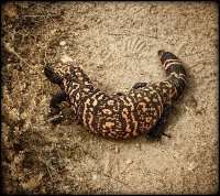 17BB245B-1138-4381-93C9-ACA72A89FBE5.jpeg 17BB245B-1138-4381-93C9-ACA72A89FBE5.jpeg