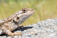 Mendocino National Forest-5.jpg