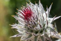 Mendocino National Forest-14.jpg