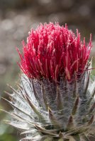 Mendocino National Forest-13.jpg