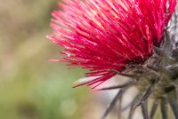 Mendocino National Forest-16.jpg