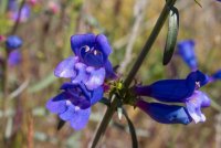 Mendocino National Forest-9.jpg