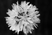 Mendocino National Forest-18.jpg