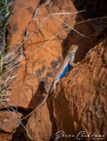 2D5A3188.jpg 2D5A3188.jpg