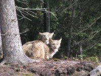 Teklanika_Lynx_view_small.JPG Teklanika_Lynx_view_small.JPG