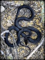 8F3A77A1-DF15-41F1-9026-9727A1D24E6E.jpeg 8F3A77A1-DF15-41F1-9026-9727A1D24E6E.jpeg