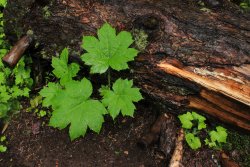 IMG_2994.jpg IMG_2994.jpg