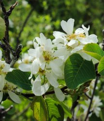 IMG_3036.jpg IMG_3036.jpg