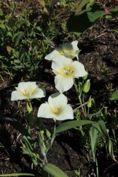 IMG_3376.jpg IMG_3376.jpg