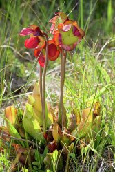 1-purple-pitcher-plant-sarracenia-purpurea-flowers-bob-gibbonsscience-photo-library.jpg