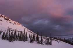 Maybird in May 5-20190084.jpg Maybird in May 5-20190084.jpg