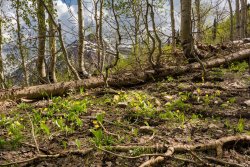 Horse Pasture Friday 6-20190113-proc.jpg