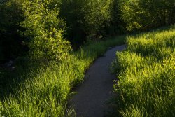 Horse Pasture Friday 6-20190399.jpg