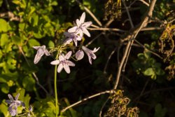 Horse Pasture Friday 6-20190433.jpg