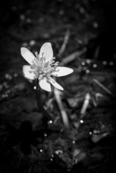 Cathedral Lakes 07.19-9.jpg