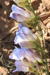 IMG_3557.jpg IMG_3557.jpg