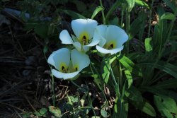 IMG_3623.jpg IMG_3623.jpg