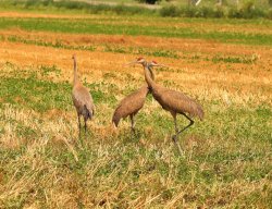 5J5A0049A.JPG 5J5A0049A.JPG