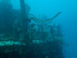 26 spotted eagle ray.jpg 26 spotted eagle ray.jpg