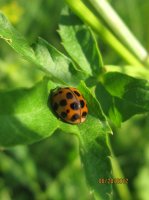 Bugs, G Ross Park 015.JPG