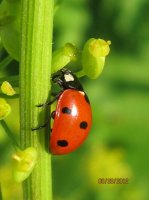 Bugs, G Ross Park 003.JPG