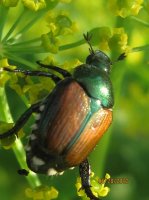 Bugs, G Ross Park 005.JPG