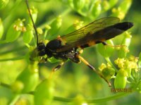 Bugs, G Ross Park 014.JPG