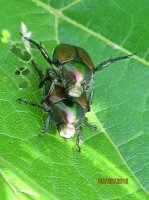 Bugs, G Ross Park 009.JPG