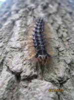 Wounded Delta, Bugs 009.JPG