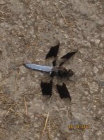 Wounded Delta, Bugs 011.JPG