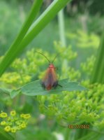 Wounded Delta, Bugs 029.JPG