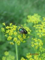 Wounded Delta, Bugs 030.JPG